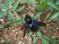 Xylocopa violacea